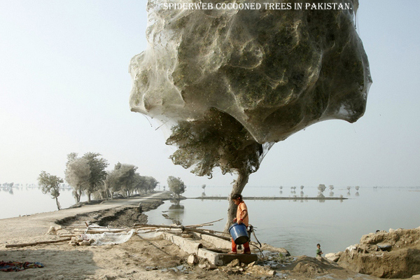 12 Craziest Things in Nature